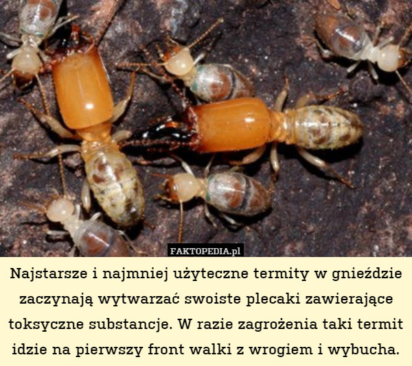 Najstarsze i najmniej użyteczne termity w gnieździe zaczynają wytwarzać swoiste plecaki zawierające toksyczne substancje. W razie zagrożenia taki termit idzie na pierwszy front walki z wrogiem i wybucha. 