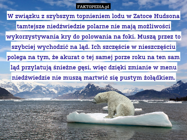 W związku z szybszym topnieniem lodu w Zatoce Hudsona tamtejsze niedźwiedzie polarne nie mają możliwości wykorzystywania kry do polowania na foki. Muszą przez to szybciej wychodzić na ląd. Ich szczęście w nieszczęściu polega na tym, że akurat o tej samej porze roku na ten sam ląd przylatują śnieżne gęsi, więc dzięki zmianie w menu niedźwiedzie nie muszą martwić się pustym żołądkiem. 