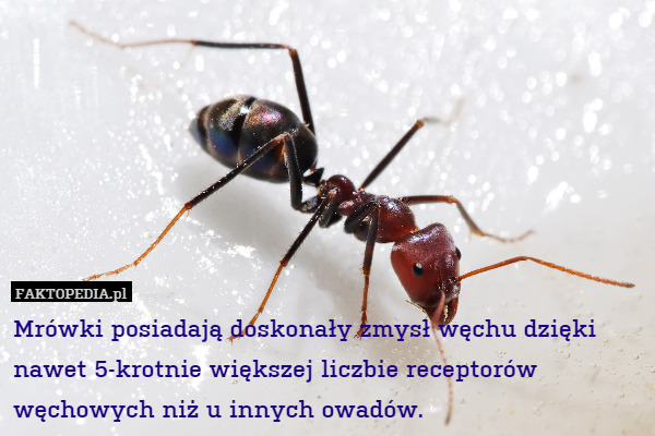 Mrówki posiadają doskonały zmysł węchu dzięki nawet 5-krotnie większej liczbie receptorów węchowych niż u innych owadów. 
