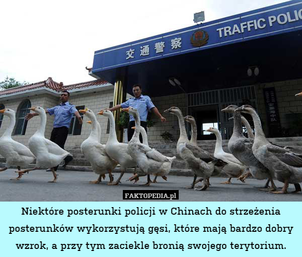 Niektóre posterunki policji w Chinach do strzeżenia posterunków wykorzystują gęsi, które mają bardzo dobry wzrok, a przy tym zaciekle bronią swojego terytorium. 