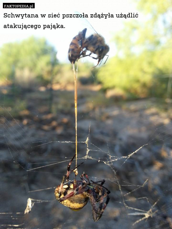 Schwytana w sieć pszczoła zdążyła użądlić atakującego pająka. 