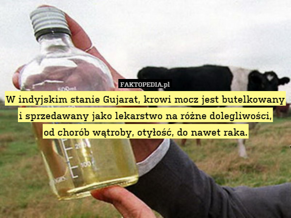 W indyjskim stanie Gujarat, krowi mocz jest butelkowany i sprzedawany jako lekarstwo na różne dolegliwości,
od chorób wątroby, otyłość, do nawet raka. 