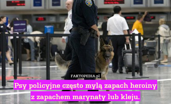 Psy policyjne często mylą zapach heroiny
z zapachem marynaty lub kleju. 