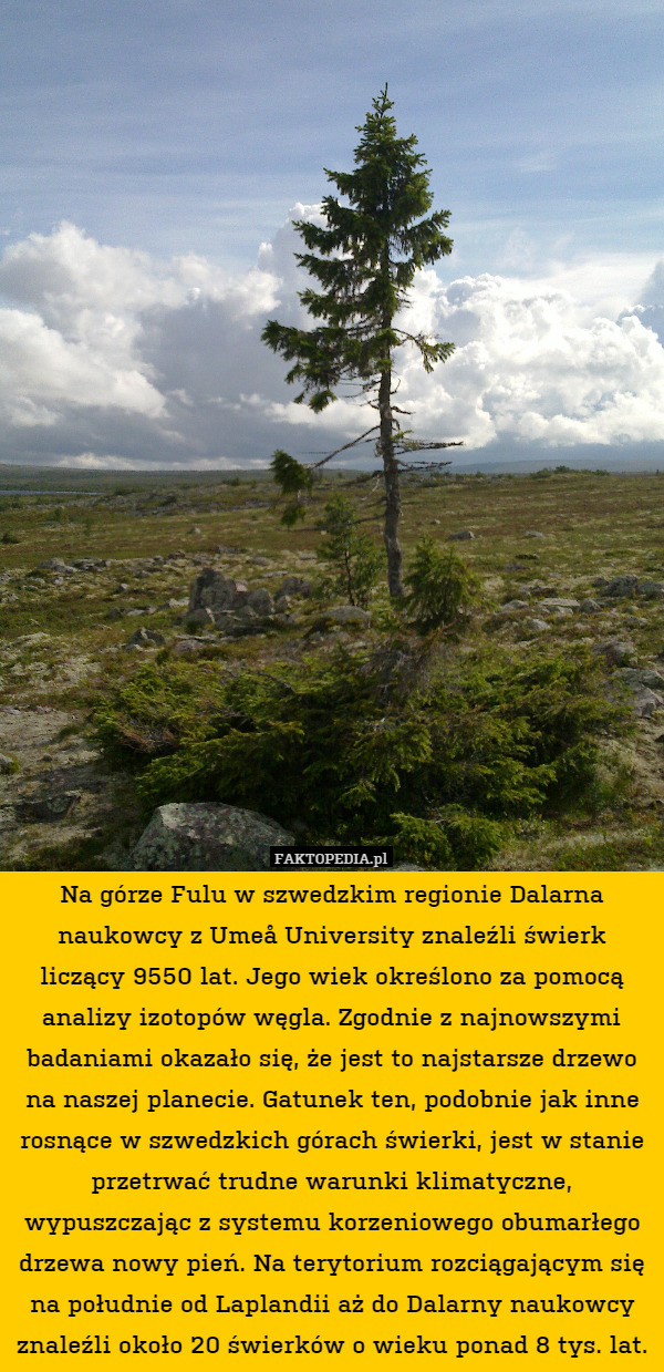 Na górze Fulu w szwedzkim regionie Dalarna naukowcy z Umeå University znaleźli świerk liczący 9550 lat. Jego wiek określono za pomocą analizy izotopów węgla. Zgodnie z najnowszymi badaniami okazało się, że jest to najstarsze drzewo na naszej planecie. Gatunek ten, podobnie jak inne rosnące w szwedzkich górach świerki, jest w stanie przetrwać trudne warunki klimatyczne, wypuszczając z systemu korzeniowego obumarłego drzewa nowy pień. Na terytorium rozciągającym się na południe od Laplandii aż do Dalarny naukowcy znaleźli około 20 świerków o wieku ponad 8 tys. lat. 