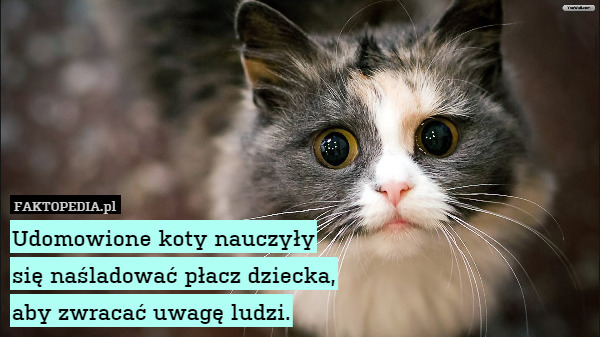 Udomowione koty nauczyły
się naśladować płacz dziecka,
aby zwracać uwagę ludzi. 
