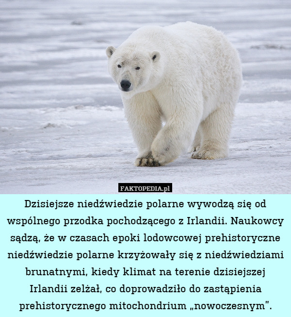 Dzisiejsze niedźwiedzie polarne wywodzą się od wspólnego przodka pochodzącego z Irlandii. Naukowcy sądzą, że w czasach epoki lodowcowej prehistoryczne niedźwiedzie polarne krzyżowały się z niedźwiedziami brunatnymi, kiedy klimat na terenie dzisiejszej Irlandii zelżał, co doprowadziło do zastąpienia prehistorycznego mitochondrium „nowoczesnym”. 