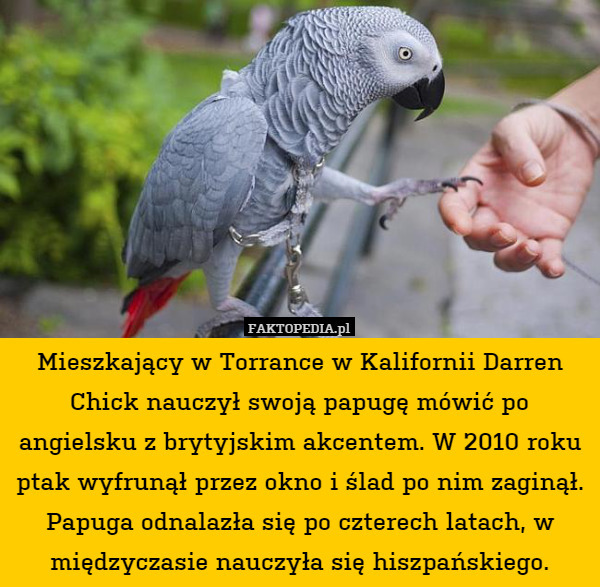 Mieszkający w Torrance w Kalifornii Darren Chick nauczył swoją papugę mówić po angielsku z brytyjskim akcentem. W 2010 roku ptak wyfrunął przez okno i ślad po nim zaginął. Papuga odnalazła się po czterech latach, w międzyczasie nauczyła się hiszpańskiego. 