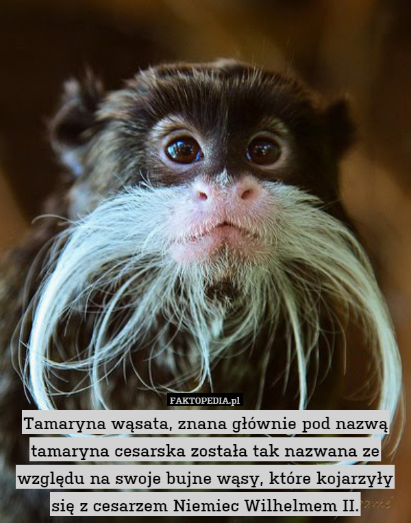Tamaryna wąsata, znana głównie pod nazwą tamaryna cesarska została tak nazwana ze względu na swoje bujne wąsy, które kojarzyły się z cesarzem Niemiec Wilhelmem II. 