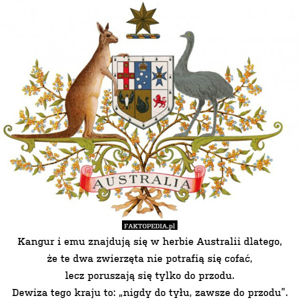 Kangur i emu znajdują się w herbie Australii dlatego,
że te dwa zwierzęta nie potrafią się cofać,
lecz poruszają się tylko do przodu.
Dewiza tego kraju to: „nigdy do tyłu, zawsze do przodu”. 