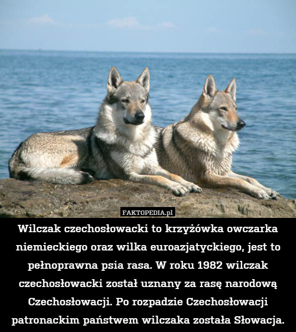Wilczak czechosłowacki to krzyżówka owczarka niemieckiego oraz wilka euroazjatyckiego, jest to pełnoprawna psia rasa. W roku 1982 wilczak czechosłowacki został uznany za rasę narodową Czechosłowacji. Po rozpadzie Czechosłowacji patronackim państwem wilczaka została Słowacja. 