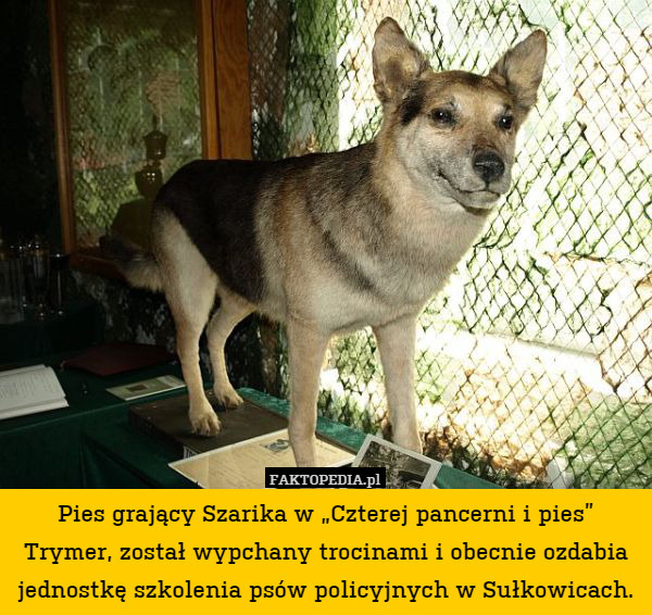 Pies grający Szarika w „Czterej pancerni i pies” Trymer, został wypchany trocinami i obecnie ozdabia jednostkę szkolenia psów policyjnych w Sułkowicach. 