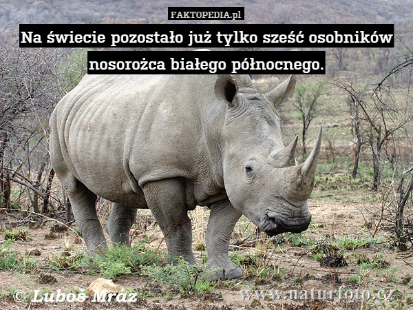 Na świecie pozostało już tylko sześć osobników nosorożca białego północnego. 