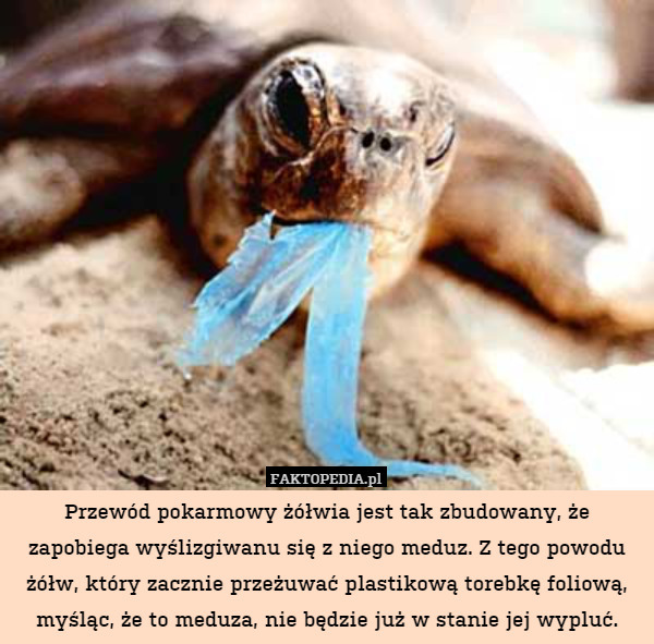 Przewód pokarmowy żółwia jest tak zbudowany, że zapobiega wyślizgiwanu się z niego meduz. Z tego powodu żółw, który zacznie przeżuwać plastikową torebkę foliową, myśląc, że to meduza, nie będzie już w stanie jej wypluć. 