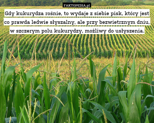 Gdy kukurydza rośnie, to wydaje z siebie pisk, który jest co prawda ledwie słyszalny, ale przy bezwietrznym dniu, w szczerym polu kukurydzy, możliwy do usłyszenia. 