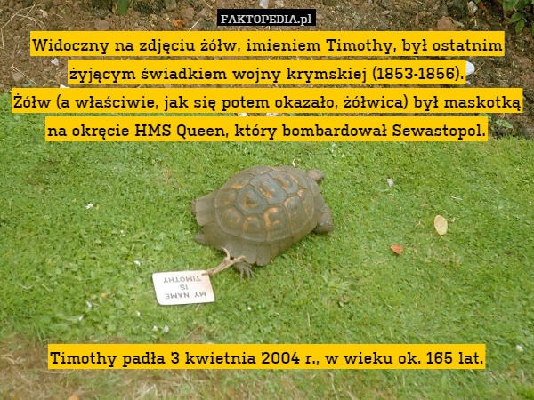 Widoczny na zdjęciu żółw, imieniem Timothy, był ostatnim żyjącym świadkiem wojny krymskiej (1853-1856).
Żółw (a właściwie, jak się potem okazało, żółwica) był maskotką na okręcie HMS Queen, który bombardował Sewastopol.







Timothy padła 3 kwietnia 2004 r., w wieku ok. 165 lat. 