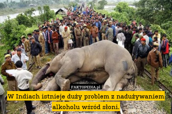 W Indiach istnieje duży problem z nadużywaniem alkoholu wśród słoni. 