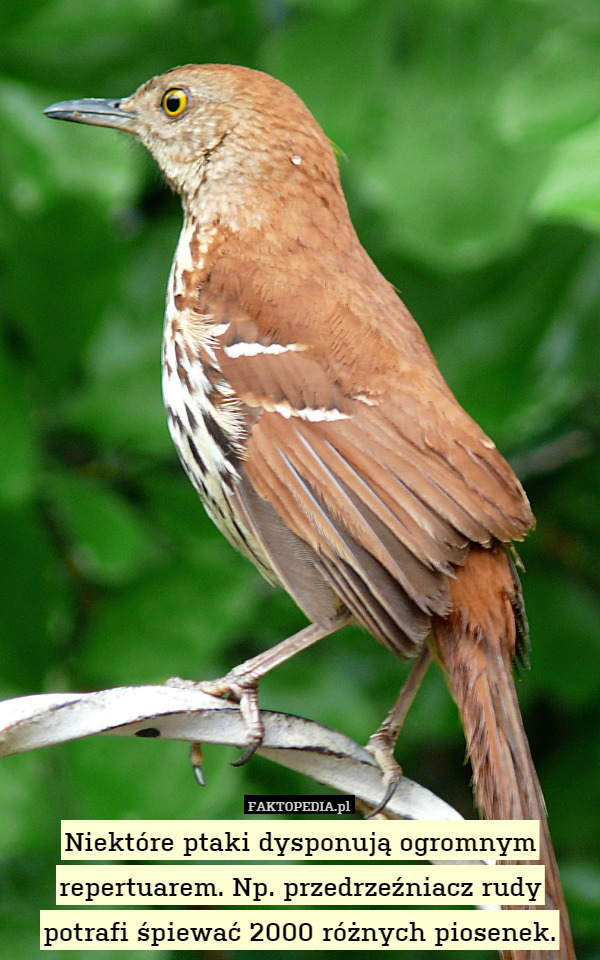 Niektóre ptaki dysponują ogromnym repertuarem. Np. przedrzeźniacz rudy potrafi śpiewać 2000 różnych piosenek. 