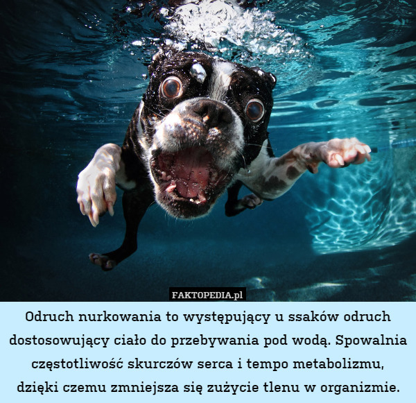 Odruch nurkowania to występujący u ssaków odruch dostosowujący ciało do przebywania pod wodą. Spowalnia częstotliwość skurczów serca i tempo metabolizmu, dzięki czemu zmniejsza się zużycie tlenu w organizmie. 