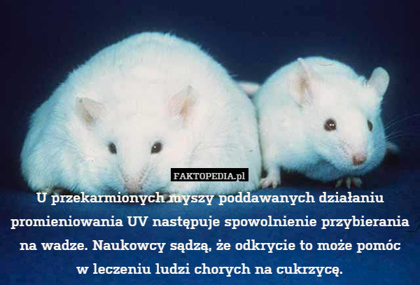 U przekarmionych myszy poddawanych działaniu promieniowania UV następuje spowolnienie przybierania
na wadze. Naukowcy sądzą, że odkrycie to może pomóc
w leczeniu ludzi chorych na cukrzycę. 