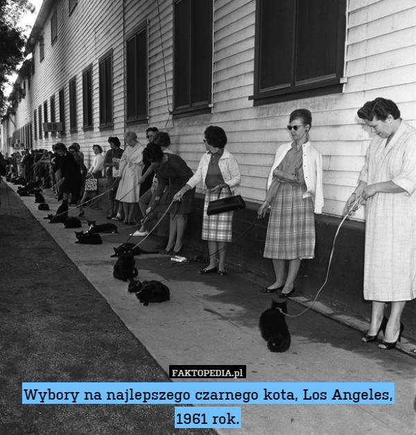 Wybory na najlepszego czarnego kota, Los Angeles, 1961 rok. 