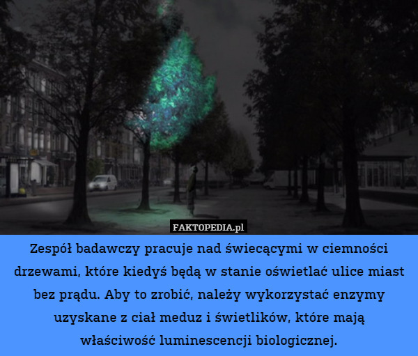 Zespół badawczy pracuje nad świecącymi w ciemności drzewami, które kiedyś będą w stanie oświetlać ulice miast bez prądu. Aby to zrobić, należy wykorzystać enzymy uzyskane z ciał meduz i świetlików, które mają
właściwość luminescencji biologicznej. 