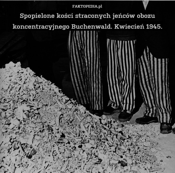 Spopielone kości straconych jeńców obozu koncentracyjnego Buchenwald. Kwiecień 1945. 