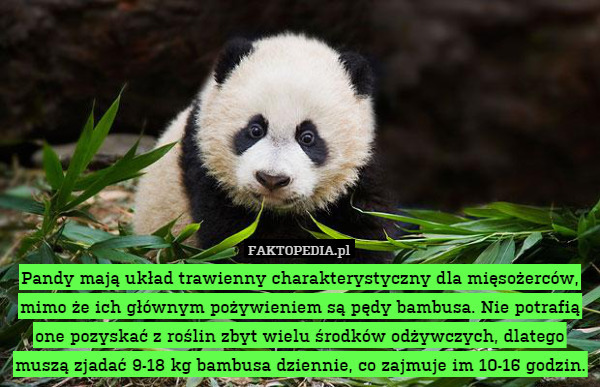 Pandy mają układ trawienny charakterystyczny dla mięsożerców, mimo że ich głównym pożywieniem są pędy bambusa. Nie potrafią one pozyskać z roślin zbyt wielu środków odżywczych, dlatego muszą zjadać 9-18 kg bambusa dziennie, co zajmuje im 10-16 godzin. 
