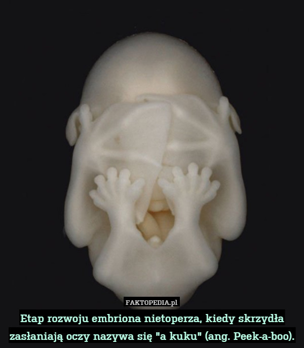 Etap rozwoju embriona nietoperza, kiedy skrzydła zasłaniają oczy nazywa się "a kuku" (ang. Peek-a-boo). 