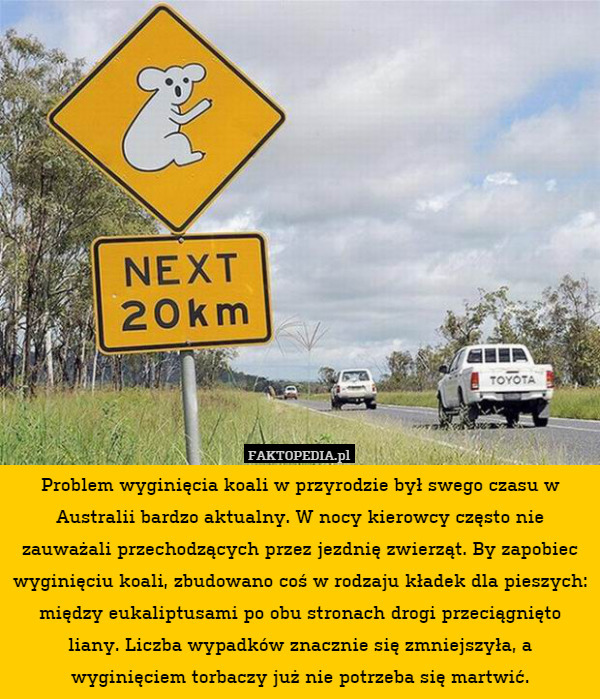 Problem wyginięcia koali w przyrodzie był swego czasu w Australii bardzo aktualny. W nocy kierowcy często nie zauważali przechodzących przez jezdnię zwierząt. By zapobiec wyginięciu koali, zbudowano coś w rodzaju kładek dla pieszych: między eukaliptusami po obu stronach drogi przeciągnięto liany. Liczba wypadków znacznie się zmniejszyła, a wyginięciem torbaczy już nie potrzeba się martwić. 