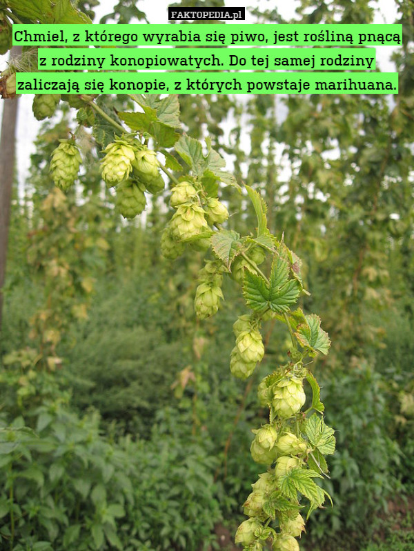 Chmiel, z którego wyrabia się piwo, jest rośliną pnącą z rodziny konopiowatych. Do tej samej rodziny zaliczają się konopie, z których powstaje marihuana. 