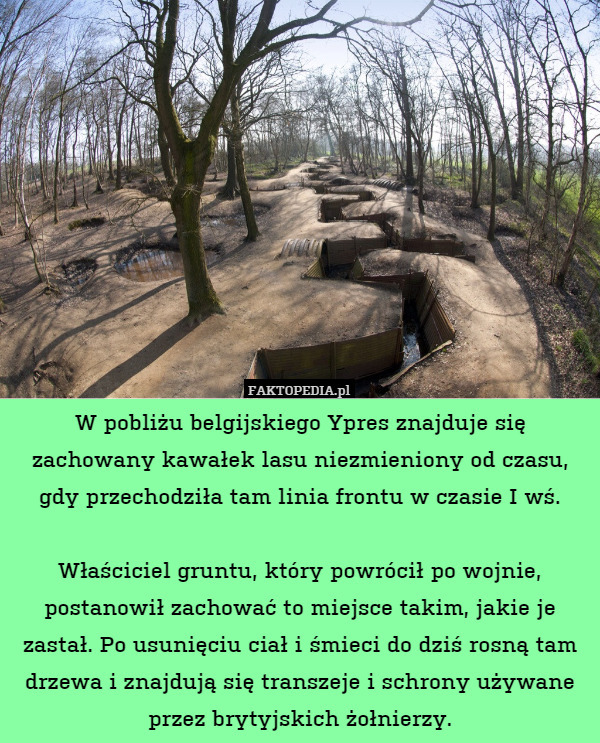 W pobliżu belgijskiego Ypres znajduje się zachowany kawałek lasu niezmieniony od czasu, gdy przechodziła tam linia frontu w czasie I wś.

Właściciel gruntu, który powrócił po wojnie, postanowił zachować to miejsce takim, jakie je zastał. Po usunięciu ciał i śmieci do dziś rosną tam drzewa i znajdują się transzeje i schrony używane przez brytyjskich żołnierzy. 
