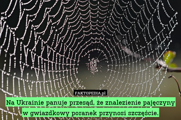 Na Ukrainie panuje przesąd, że znalezienie pajęczyny w gwiazdkowy poranek przynosi szczęście. 