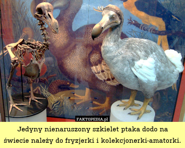 Jedyny nienaruszony szkielet ptaka dodo na świecie należy do fryzjerki i kolekcjonerki-amatorki. 