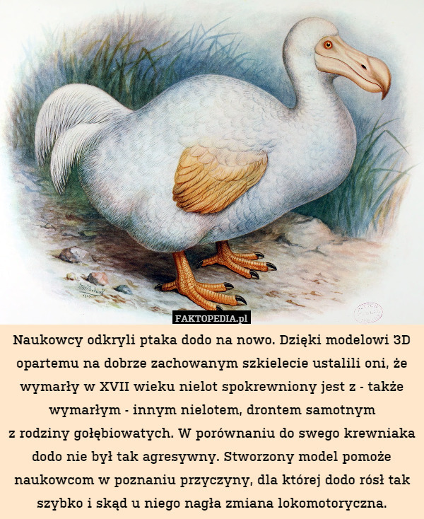 Naukowcy odkryli ptaka dodo na nowo. Dzięki modelowi 3D opartemu na dobrze zachowanym szkielecie ustalili oni, że wymarły w XVII wieku nielot spokrewniony jest z - także wymarłym - innym nielotem, drontem samotnym
z rodziny gołębiowatych. W porównaniu do swego krewniaka dodo nie był tak agresywny. Stworzony model pomoże naukowcom w poznaniu przyczyny, dla której dodo rósł tak szybko i skąd u niego nagła zmiana lokomotoryczna. 