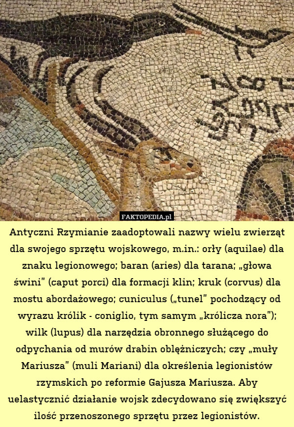 Antyczni Rzymianie zaadoptowali nazwy wielu zwierząt dla swojego sprzętu wojskowego, m.in.: orły (aquilae) dla znaku legionowego; baran (aries) dla tarana; „głowa świni” (caput porci) dla formacji klin; kruk (corvus) dla mostu abordażowego; cuniculus („tunel” pochodzący od wyrazu królik - coniglio, tym samym „królicza nora”); wilk (lupus) dla narzędzia obronnego służącego do odpychania od murów drabin oblężniczych; czy „muły Mariusza” (muli Mariani) dla określenia legionistów rzymskich po reformie Gajusza Mariusza. Aby uelastycznić działanie wojsk zdecydowano się zwiększyć ilość przenoszonego sprzętu przez legionistów. 