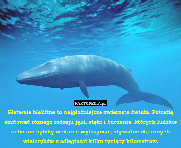 Płetwale błękitne to najgłośniejsze zwierzęta świata. Potrafią emitować różnego rodzaju jęki, stęki i buczenia, których ludzkie ucho nie byłoby w stanie wytrzymać, słyszalne dla innych wielorybów z odległości kilku tysięcy kilometrów. 