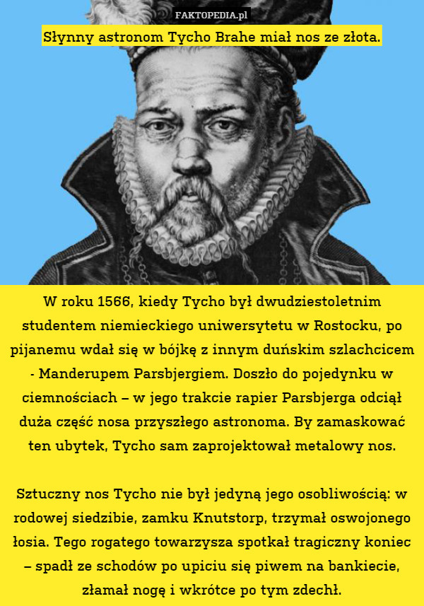 Słynny astronom Tycho Brahe miał nos ze złota.










W roku 1566, kiedy Tycho był dwudziestoletnim studentem niemieckiego uniwersytetu w Rostocku, po pijanemu wdał się w bójkę z innym duńskim szlachcicem - Manderupem Parsbjergiem. Doszło do pojedynku w ciemnościach – w jego trakcie rapier Parsbjerga odciął duża część nosa przyszłego astronoma. By zamaskować ten ubytek, Tycho sam zaprojektował metalowy nos.

Sztuczny nos Tycho nie był jedyną jego osobliwością: w rodowej siedzibie, zamku Knutstorp, trzymał oswojonego łosia. Tego rogatego towarzysza spotkał tragiczny koniec – spadł ze schodów po upiciu się piwem na bankiecie, złamał nogę i wkrótce po tym zdechł. 