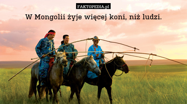 W Mongolii żyje więcej koni, niż ludzi. 