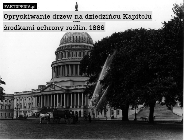 Opryskiwanie drzew na dziedzińcu Kapitolu środkami ochrony roślin. 1886 