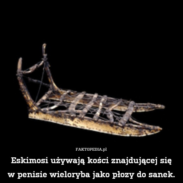 Eskimosi używają kości znajdującej się
w penisie wieloryba jako płozy do sanek. 