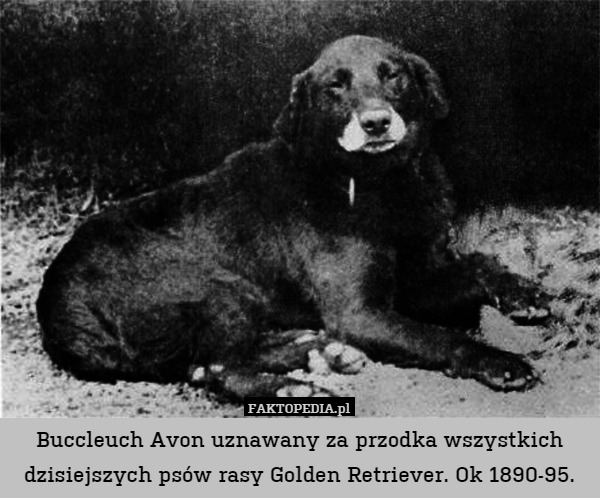 Buccleuch Avon uznawany za przodka wszystkich dzisiejszych psów rasy Golden Retriever. Ok 1890-95. 