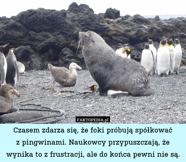 Czasem zdarza się, że foki próbują spółkować
z pingwinami. Naukowcy przypuszczają, że wynika to z frustracji, ale do końca pewni nie są. 