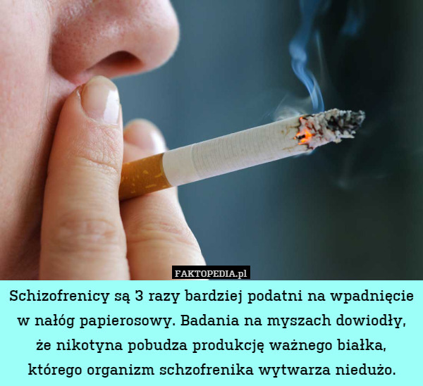 Schizofrenicy są 3 razy bardziej podatni na wpadnięcie w nałóg papierosowy. Badania na myszach dowiodły, że nikotyna pobudza produkcję ważnego białka, którego organizm schzofrenika wytwarza niedużo. 