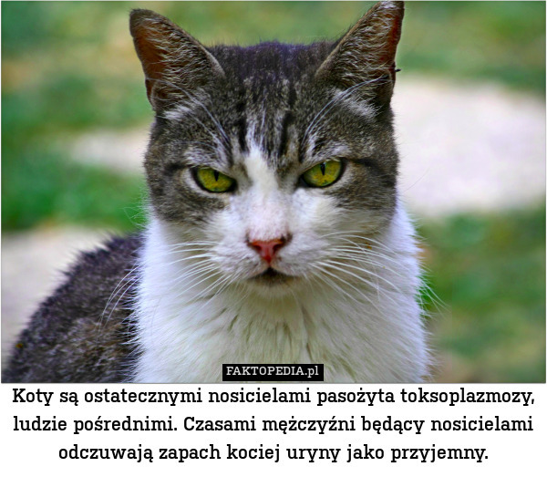 Koty są ostatecznymi nosicielami pasożyta toksoplazmozy, ludzie pośrednimi. Czasami mężczyźni będący nosicielami odczuwają zapach kociej uryny jako przyjemny. 