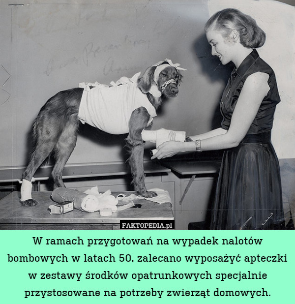 W ramach przygotowań na wypadek nalotów bombowych w latach 50. zalecano wyposażyć apteczki w zestawy środków opatrunkowych specjalnie przystosowane na potrzeby zwierząt domowych. 
