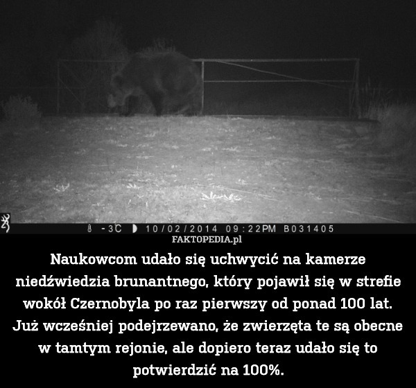 Naukowcom udało się uchwycić na kamerze niedźwiedzia brunantnego, który pojawił się w strefie wokół Czernobyla po raz pierwszy od ponad 100 lat. Już wcześniej podejrzewano, że zwierzęta te są obecne w tamtym rejonie, ale dopiero teraz udało się to potwierdzić na 100%. 