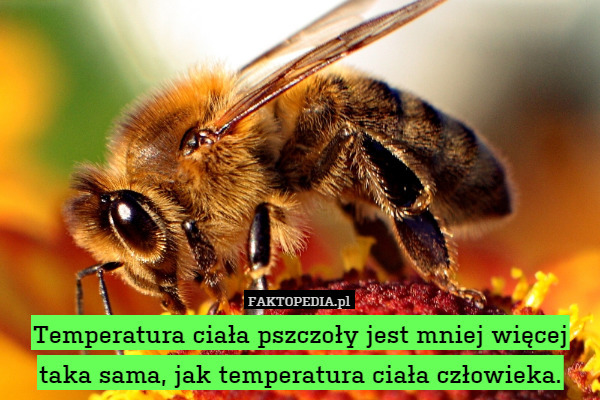 Temperatura ciała pszczoły jest mniej więcej taka sama, jak temperatura ciała człowieka. 