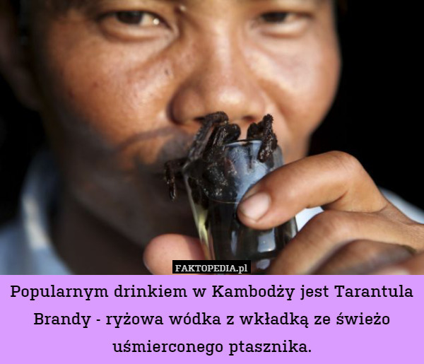 Popularnym drinkiem w Kambodży jest Tarantula Brandy - ryżowa wódka z wkładką ze świeżo uśmierconego ptasznika. 