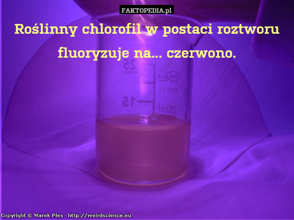 Roślinny chlorofil w postaci roztworu fluoryzuje na... czerwono. 