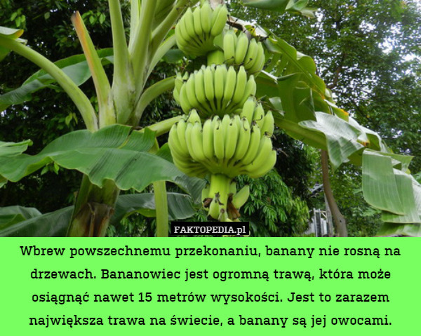 Wbrew powszechnemu przekonaniu, banany nie rosną na drzewach. Bananowiec jest ogromną trawą, która może osiągnąć nawet 15 metrów wysokości. Jest to zarazem największa trawa na świecie, a banany są jej owocami. 